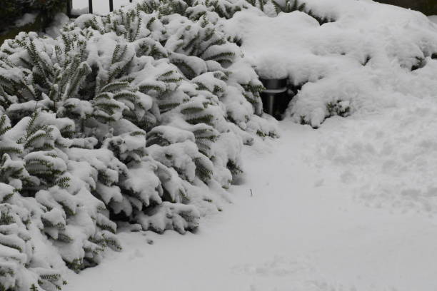 istock shrub under lot of snow 916818790