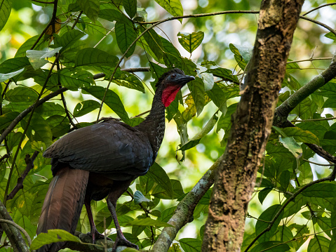 Crested guan (Penelope purpurascens), el Parque Nacional Corcovado, Costa Rica photo
