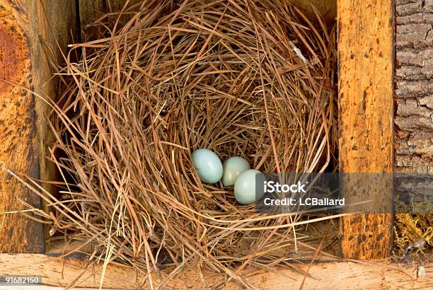 Azulejo Gorjicanelo Huevos Natural De Pinos En Un Nido De Paja Foto de stock y más banco de imágenes de Azul