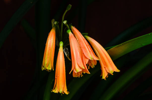 flores da clivia - kaffir lily - fotografias e filmes do acervo