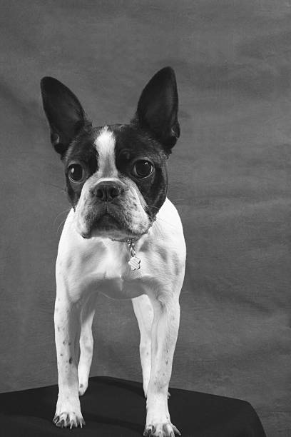boston terrier welpe - carney stock-fotos und bilder