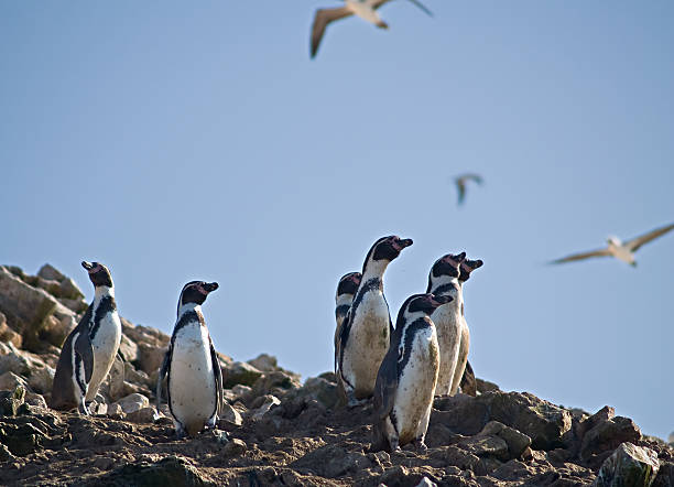 The Magellanic penguin (Spheniscus magellanicus) is a South American penguin, breeding in coastal Patagonia, including Argentina, Chile, and the Falkland Islands. Carcass Island, Falkland Islands. Adult and two chicks.