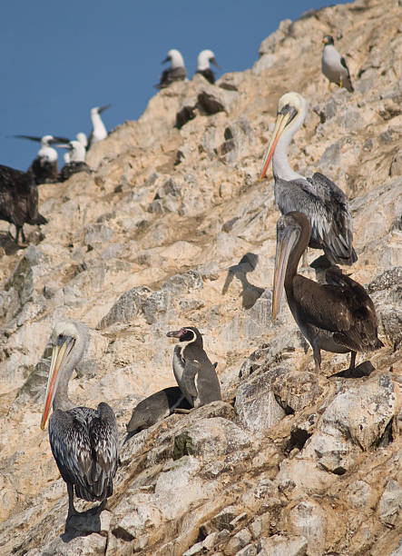 istock Wildlife on Islas Ballestas in Peru 91682209