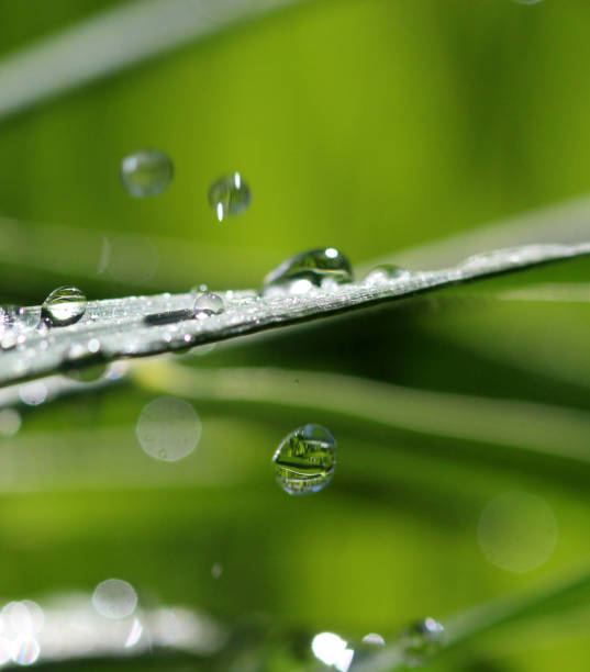 istock Waterdrops on blade of grass 916822276