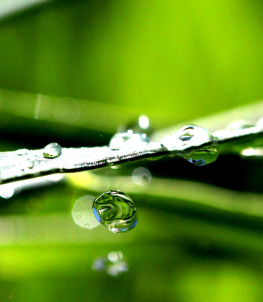 istock Waterdrops on blade of grass 916822282