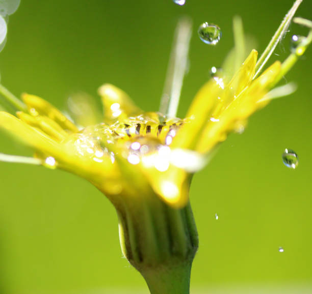 istock waterdrops on a yellow flower ,morning shot,image 916822338