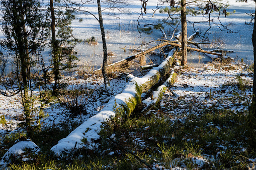 Fallen trees in the forest. Logs covered with snow lying in the forest. Season winter.