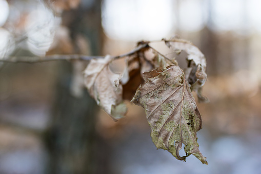 Dry leaves of oak and beech on the branch. Dried leaves on the tree during winter. Season winter.