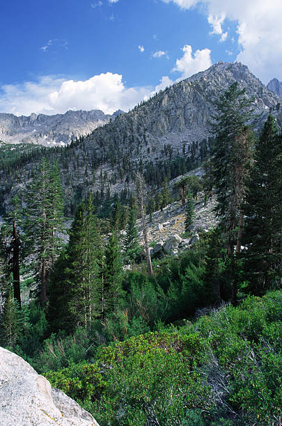 istock Mountain forest in Sierra Nevada, California 91682602