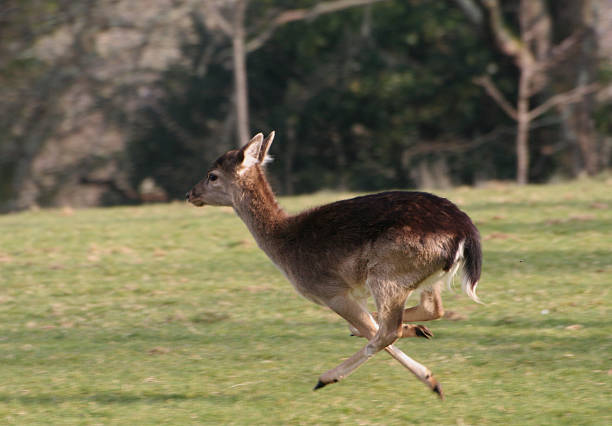 istock Deer in full filght 91682798