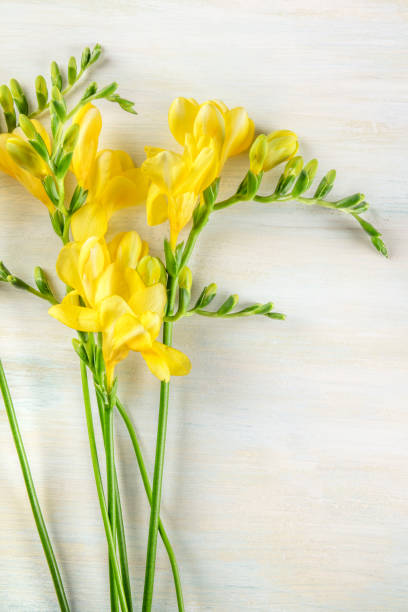 istock Spring design template with yellow freesia flowers and copyspace 916830166