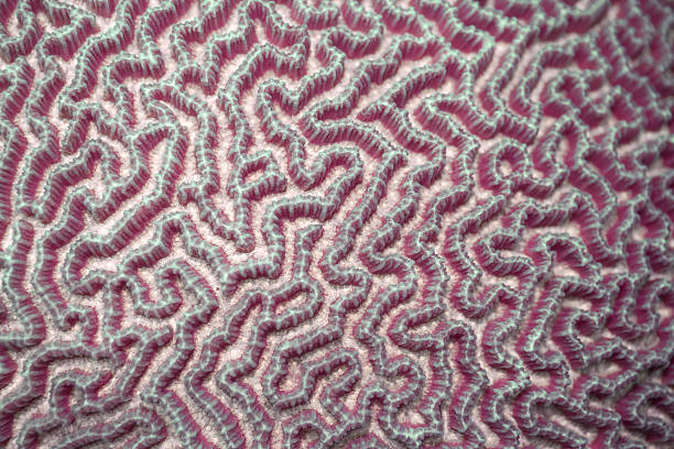 istock texture of coral 91683031