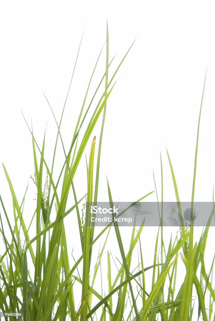 緑の芝生 - イネ科のロイヤリティフリーストックフォト