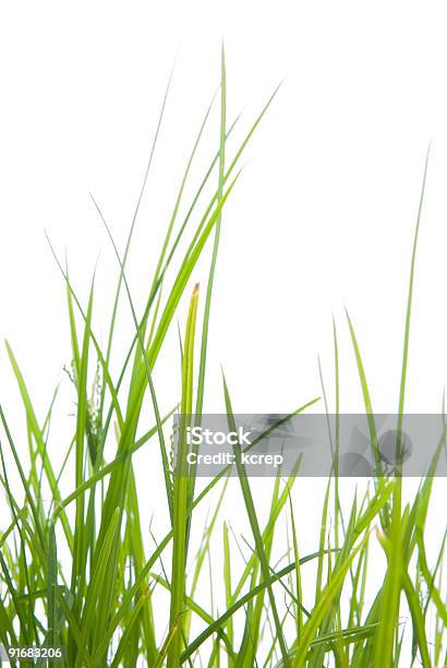緑の芝生 - イネ科のストックフォトや画像を多数ご用意 - イネ科, イースター, カットアウト