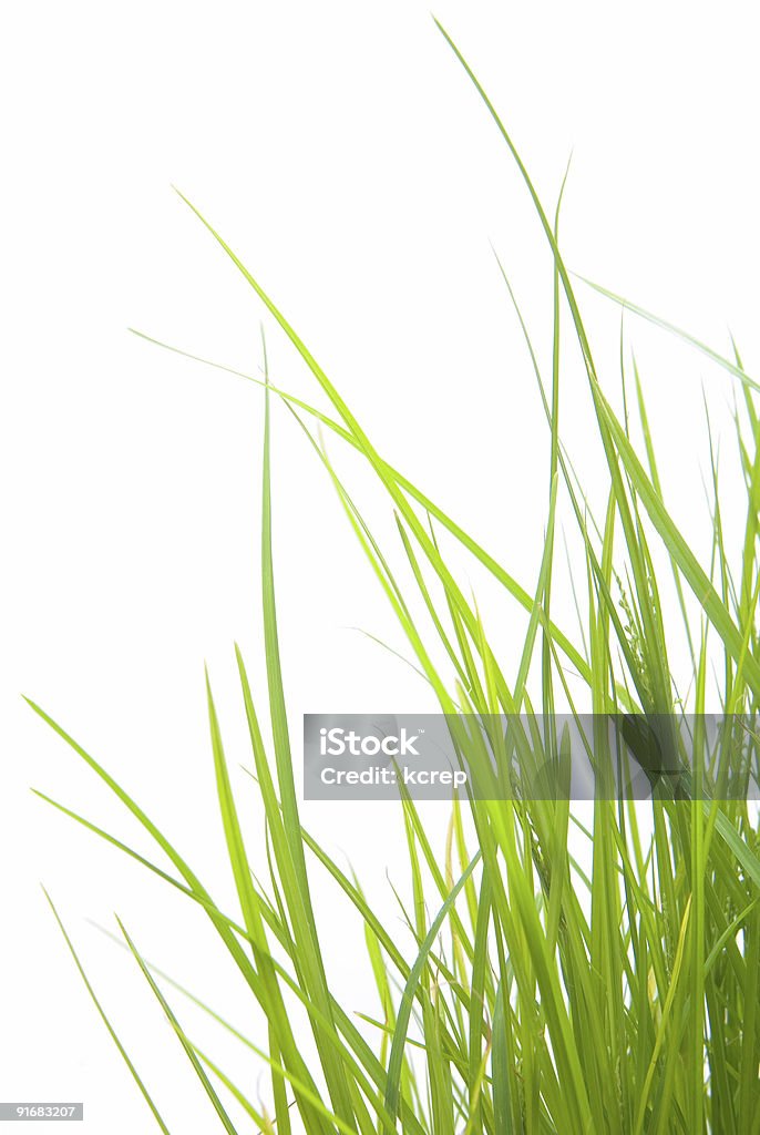 緑の芝生 - まぶしいのロイヤリティフリーストックフォト