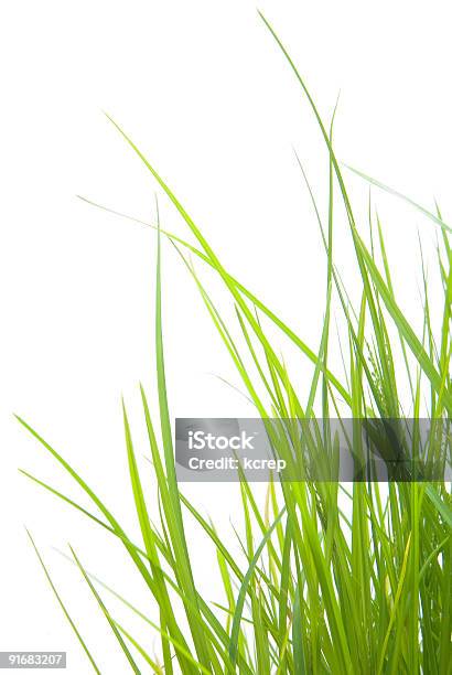 緑の芝生 - まぶしいのストックフォトや画像を多数ご用意 - まぶしい, イネ科, カットアウト