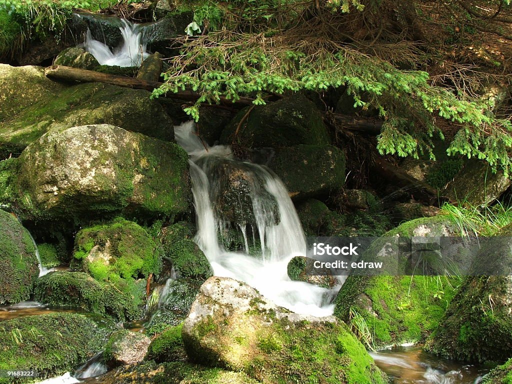 bosque verde - Foto de stock de Agua libre de derechos