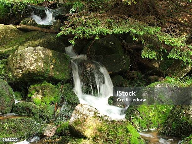 Bosque Verde Foto de stock y más banco de imágenes de Agua - Agua, Aire libre, Bosque