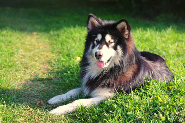 istock Happy, live wave cute dog 916832886