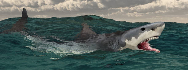 istock Great white shark in the stormy sea 916833496
