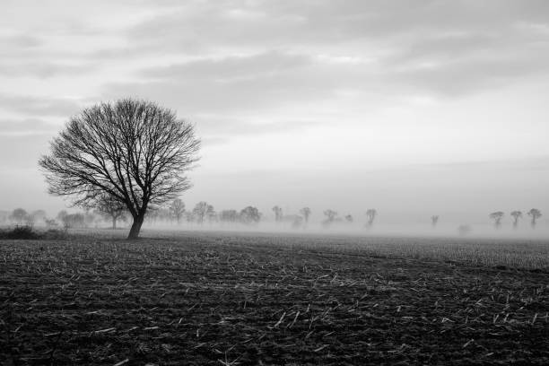istock Lonely tree on a field with a stormy sky 916835774