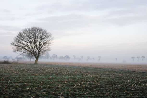 istock Lonely tree on a field with a stormy sky 916835804