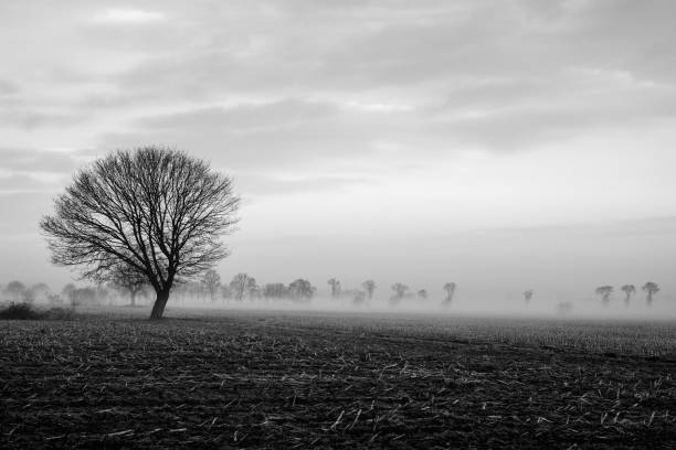 istock Lonely tree on a field with a stormy sky 916835984