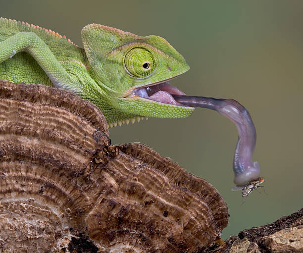 camaleón de pesca con mosca de la lengua - chameleon fotografías e imágenes de stock