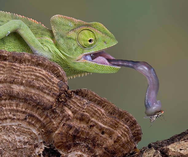 Chameleon catches fly with his tongue A baby veiled chameleon is picking up a fly with his tongue. Chameleons tongue can extend twice the length of their body and it is very sticky. Chewy is my pet and loves to eat flies, crickets, roaches, and almost anything that crawls or flies. reptile tongue stock pictures, royalty-free photos & images