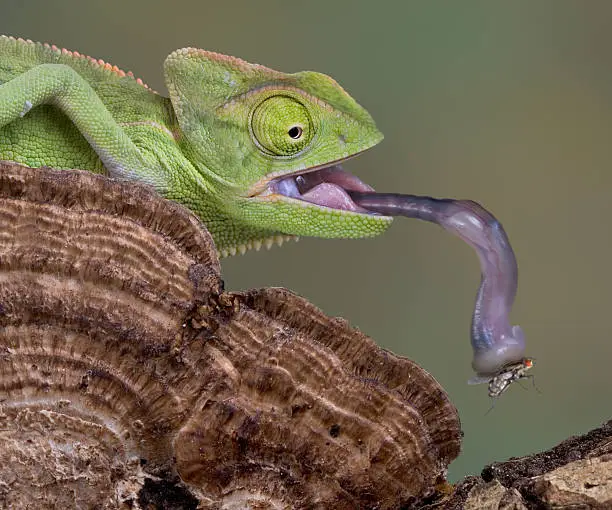 A baby veiled chameleon is picking up a fly with his tongue. Chameleons tongue can extend twice the length of their body and it is very sticky. Chewy is my pet and loves to eat flies, crickets, roaches, and almost anything that crawls or flies.