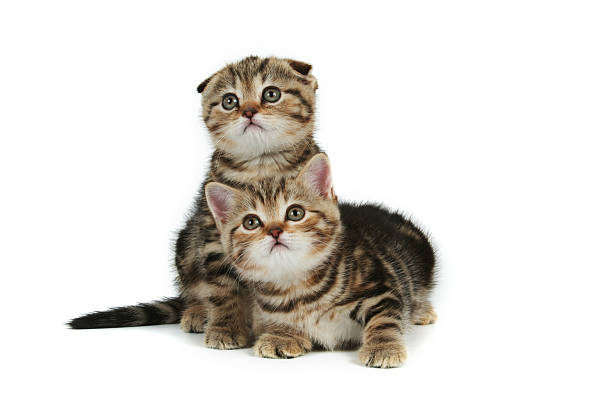 kittens on white background stock photo