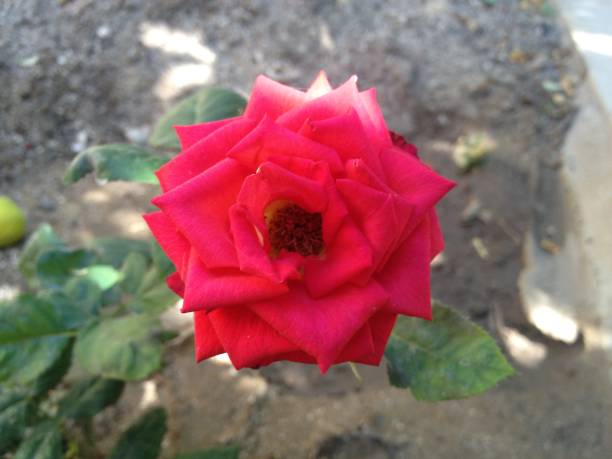istock one beautiful fresh rose flower in summer garden 916841080