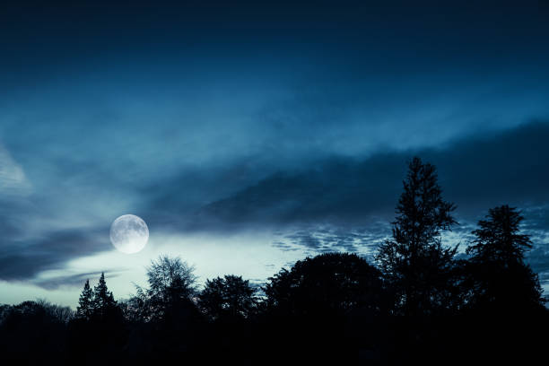 istock Full moon in blue sky over dark forest 916841150