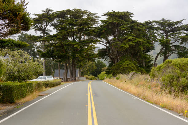 camino de california. estados unidos - big sur cypress tree california beach fotografías e imágenes de stock