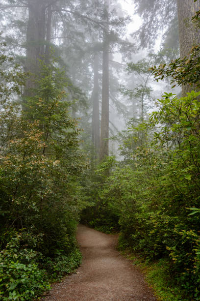 캘리포니아 레드우드 국립 공원, 열대우림에 경로 - rainforest redwood forest footpath 뉴스 사진 이미지