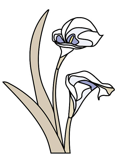 ilustraciones, imágenes clip art, dibujos animados e iconos de stock de cala - calla lily lily single flower white