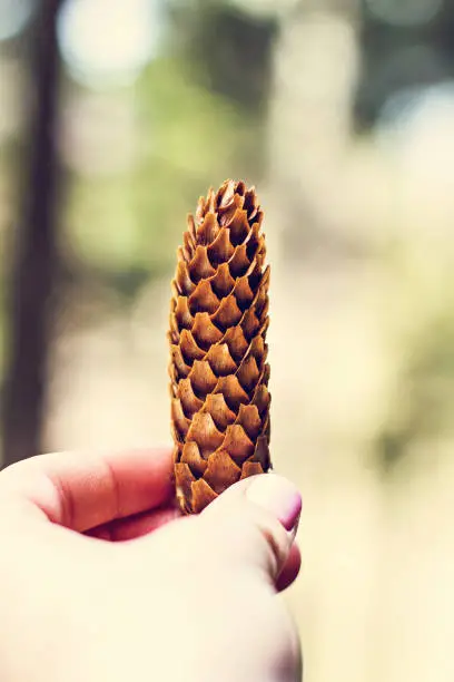 Cone. A woman's hand holds a Cone on the background of the forest. The pine cone on the woman's hand.