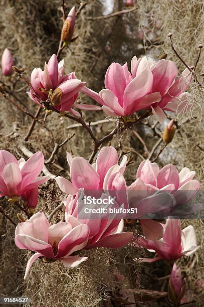 Albero Di Fiori Di Magnolia Rosa Muschio Spagnolo - Fotografie stock e altre immagini di Liriodendro