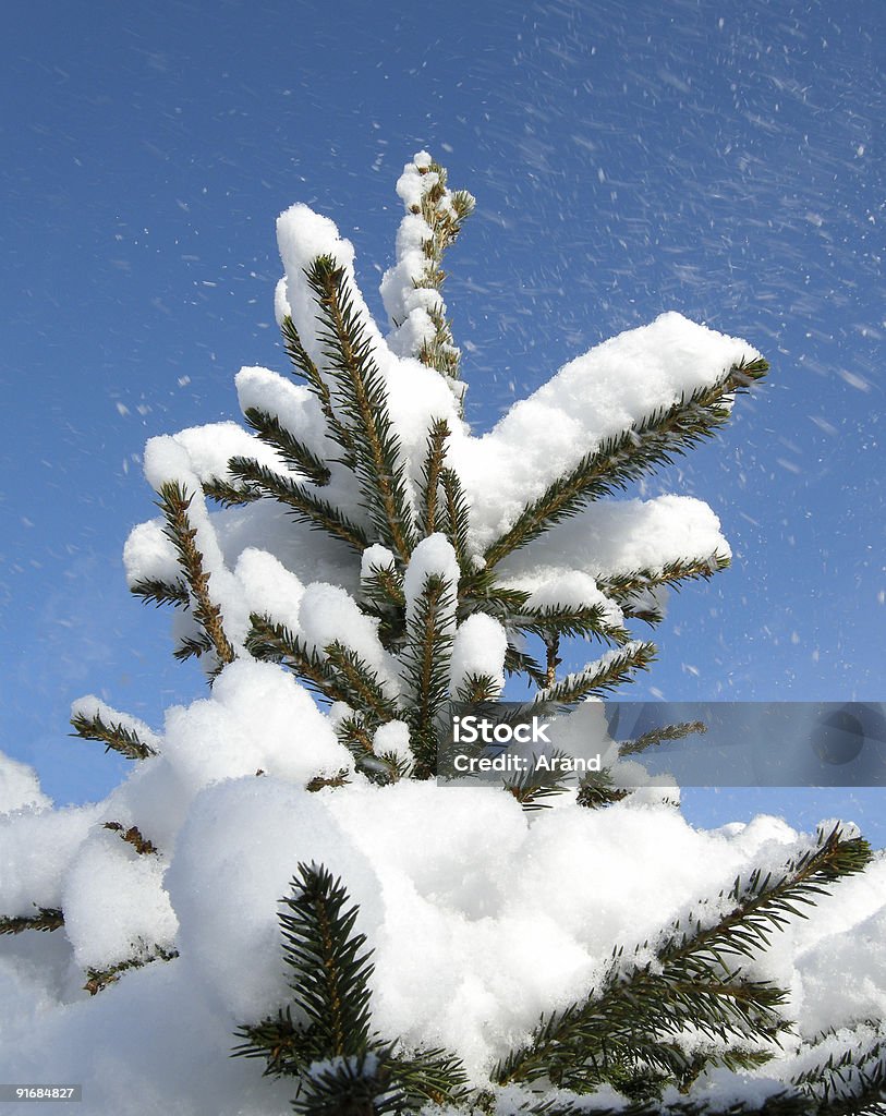 Neige éternelle Pin - Photo de Arbre libre de droits