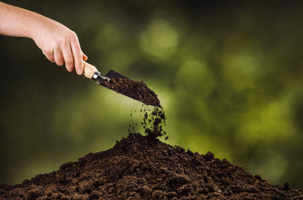istock Hand pouring black soil on green plant bokeh background 916851324
