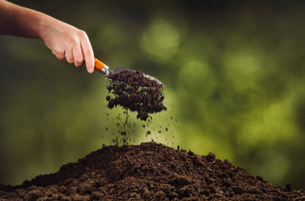 istock Hand pouring black soil on green plant bokeh background 916851350