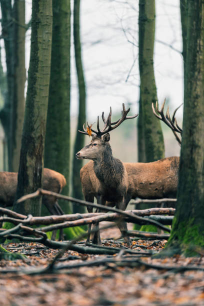 istock Red deer stag with brown leaf on antler between trees of winter forest. 916852016