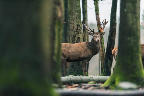 istock Red deer stag with brown leaf on antler in winter forest. 916852050