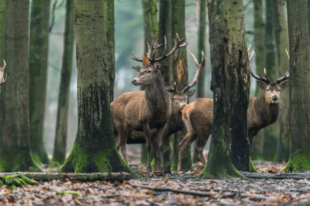 istock Red deer stag with brown leaf on antler in winter forest. 916852072
