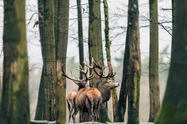 istock Two red deer stag (cervus elaphus) between tree trunks of winter deciduous forest. 916852092