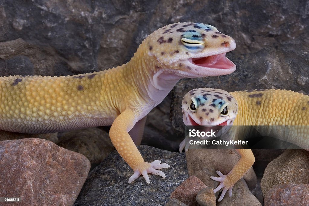 Rire des lézards - Photo de Faune libre de droits