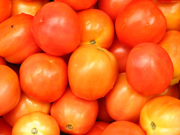 Tomatoes stock photo