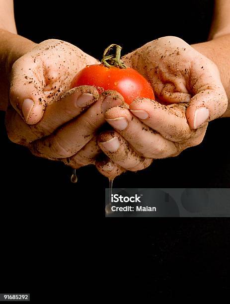 Tomatoe Em Mãos - Fotografias de stock e mais imagens de Adulto - Adulto, Alimentação Saudável, Alimento Básico