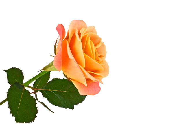 istock Orange rose isolated on a white background 916854692