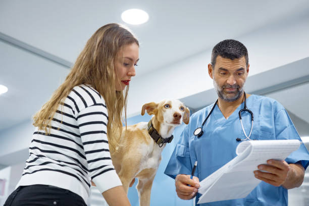 istock Veterinarian examining medical documents of dog 916855568